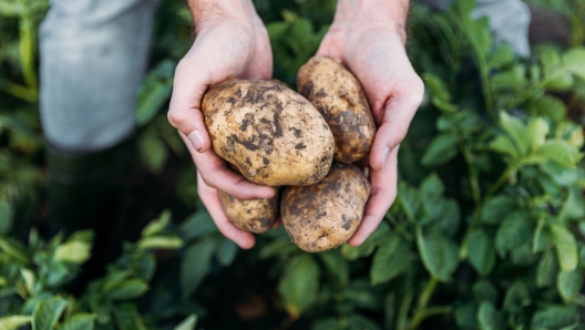 Le patate hanno pochi grassi