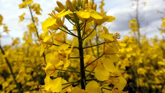 La pianta dalla quale si ricava l'olio di colza