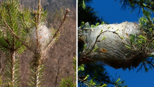 Il nido di processionaria su alberi