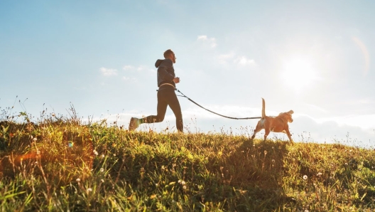 Processionaria cani e gatti in pericolo