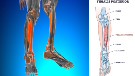 Muscolo tibiale posteriore dove si trova