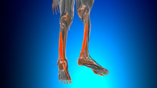 Flexor hallucis longus Muscle Anatomy For Medical Concept 3D Illustration