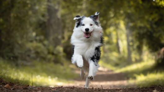 Istinto nella corsa negli animali