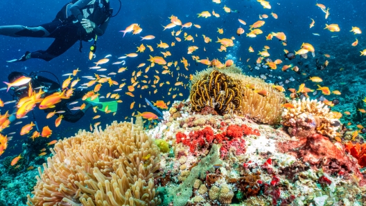 A scuba diver explores a colorful coral reef in the Indian Ocean, Maldives, full of fish and sea life