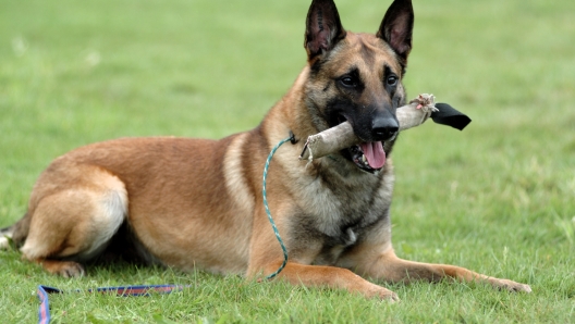 Belgian Malinois cane più intelligente del mondo