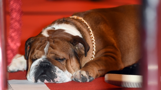 GLASGOW, SCOTLAND - DECEMBER 14:  Lewis Hamilton's dog Roscoe attends the BBC Sports Personality of the Year awards at The Hydro on December 14, 2014 in Glasgow, Scotland.  (Photo by Karwai Tang/Getty Images)