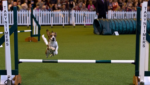 BIRMINGHAM, ENGLAND - MARCH 12:  A dog competes in the agility competition on the third day of Crufts 2016 on March 12, 2016 in Birmingham, England. First held in 1891, Crufts is said to be the largest show of its kind in the world, the annual four-day event, features thousands of dogs, with competitors travelling from countries across the globe to take part and vie for the coveted title of 'Best in Show'.  (Photo by Ben Pruchnie/Getty Images)