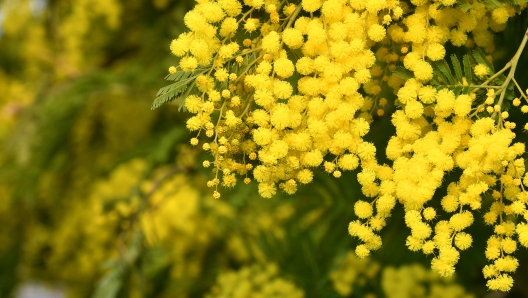 Una mimosa di marzo