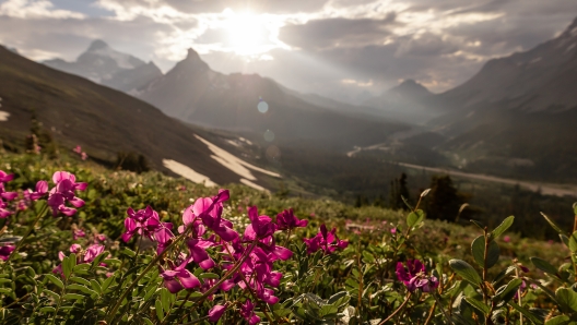 Rosa sweetvetch settentrionale (Hedysarum boreale) nelle montagne canadesi durante il tramonto - Parco Nazionale di Jasper, Alberta, Canada.