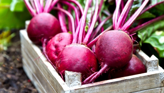 Freshly picked beetroots in wooden tray.