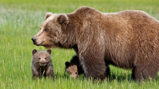 L'orsa Daniza con i cuccioli.          ANSA/ UFFICIO STAMPA/ CORPO FORESTALE DELLO STATO   +++ NO SALES EDITORIAL USE ONLY +++