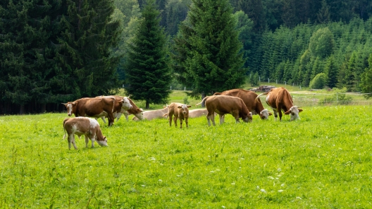 weidehaltung kühe