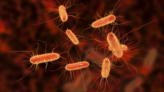 Escherichia coli bacterium, E.coli, gram-negative rod-shaped bacteria, part of intestinal normal flora and causative agent of diarrhea and inflammations of different location, 3D illustration