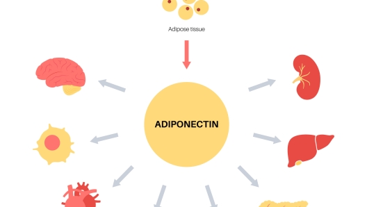 Adiponectina