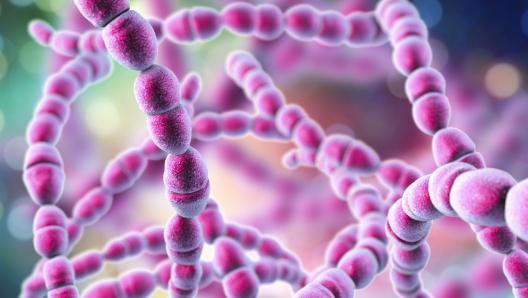 Bacteria Streptococcus thermophilus, 3D illustration. Probiotic Gram-positive spherical bacteria used in cheese and yogurt production