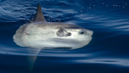 Che cosa è e come è fatto il pesce luna