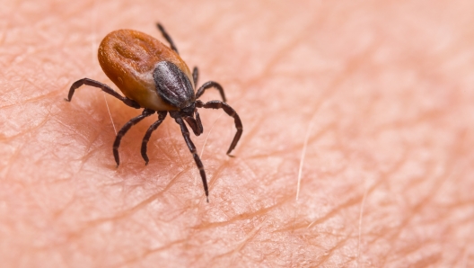 Dangerous biting insect on background of epidermis detail. Disgusting carrier of infections. Tick-borne diseases