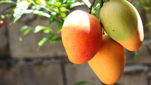 Apple Mangoes