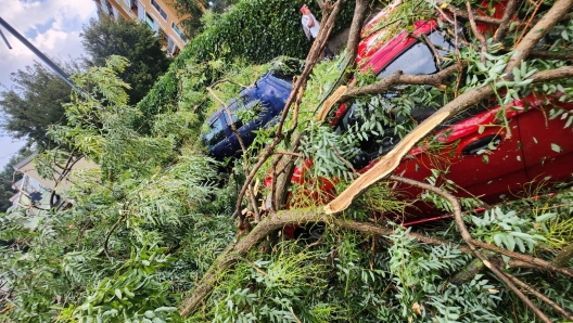 Danni auto da caduta albero