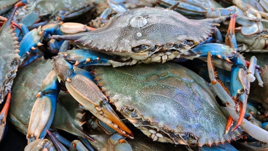 blue crab at the fish market, fishmonger