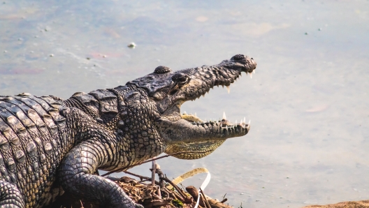 Costa Rica, calciatore muore divorato da un coccodrillo