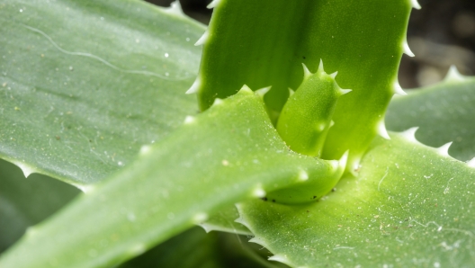 Aloe arborescens is a succulent plant from the Aloeaceae family used both as an ornamental plant in gardens and as a medicinal plant with strong regenerating and detoxifying powers.