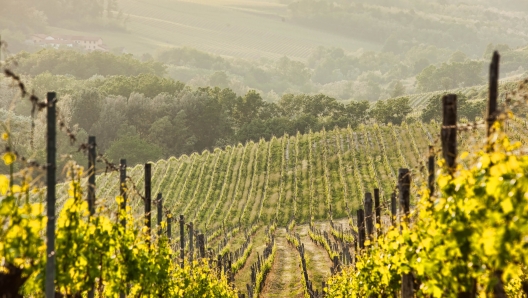 vigneto . vigna . uva Cortese Gavi (AL), consorzio del Gavi. LANDSCAPE © Cristian Castelnuovo