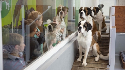 Il museo dei cani San Bernardo a Martigny