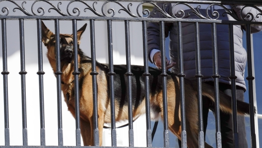 FILE - President Joe Biden's dog Commander looks out from the balcony during a pardoning ceremony for the national Thanksgiving turkeys at the White House in Washington, Nov. 21, 2022. Secret Service records show that President Joe Biden's dog Commander has bitten its officers stationed at the White House 10 times between October 2022 and January. At least one biting incident required a trip to the hospital for the injured officer. (AP Photo/Carolyn Kaster, File)