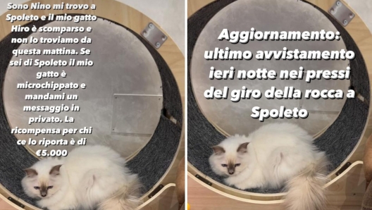 Spoleto, fuggito il gatto di Nino Frassica. L'appello dell'attore sui social