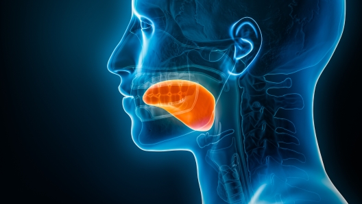 Xray lateral or profile view of the tongue 3D rendering illustration with male body contours. Human organ anatomy, medical, biology, science, medicine, healthcare concepts.