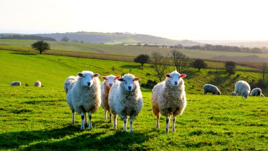 four sheep standing in a line looking at the camera in a green field, with a flock of sheep behind, Sussex, England, UK, United Kingdom, Britian, copy space around the sheep