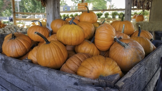 A pumpkin is a cultivar of winter squash that is round with smooth, slightly ribbed skin, and is most often deep yellow to orange in coloration.[1] The thick shell contains the seeds and pulp. The name is most commonly used for cultivars of Cucurbita pepo, but some cultivars of Cucurbita maxima, C. argyrosperma, and C. moschata with similar appearance are also sometimes called "pumpkin".[1]

Native to North America (northeastern Mexico and the southern United States),[1] pumpkins are one of the oldest domesticated plants, having been used as early as 7,500 to 5,000 BC.[1] Pumpkins are widely grown for commercial use and as food, aesthetics, and recreational purposes. Pumpkin pie, for instance, is a traditional part of Thanksgiving meals in Canada and the United States, and pumpkins are frequently carved as jack-o'-lanterns for decoration around Halloween, although commercially canned pumpkin pure and pumpkin pie fillings are usually made from different kinds of winter squash than the ones used for jack-o'-lanterns.[1] China and India combined account for half of the world's production of pumpkins.(wikkipedia)