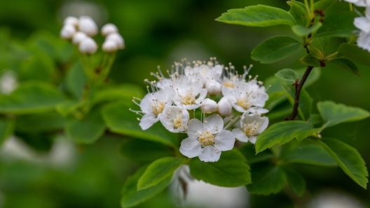 Fluffy white hawthorn flowers on a green background in springtime macro photography. Blossom may-tree plant with white petals on a summer day close-up photo.