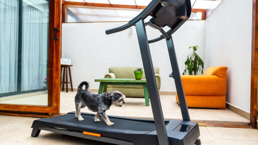 Dog exercising on a treadmill in the living room of the house due to quarantine