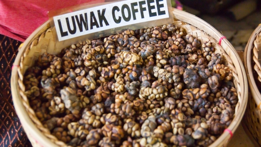 Kopi luwak is a rare coffee. I drank in Bali.