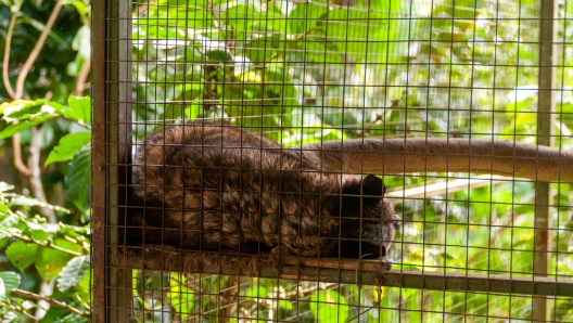 A Civet Cat (Luwak) Sleeping in captivity in a Kopi Luwak production facility in Bali, Indonesia