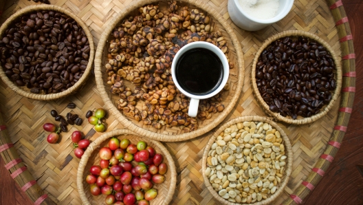 Kopi luwak or civet coffee, Coffee beans excreted by the civet.