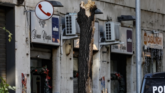 Una donna  morta dopo essere stata colpita da un albero a Roma. E' accaduto in via di Donna Olimpia, in zona Gianicolense, Roma 25 novembre 2023. ANSA/FABIO FRUSTACI