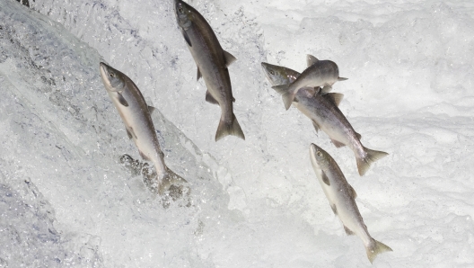 Wild salmon swimming upstream at Brooks Falls in Katmai National Park (Alaska).