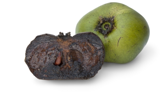 Fresh whole unripe and half black ripe sapote fruit on white background