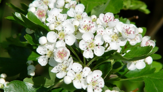 Hawthorn white flowers and green leaves.