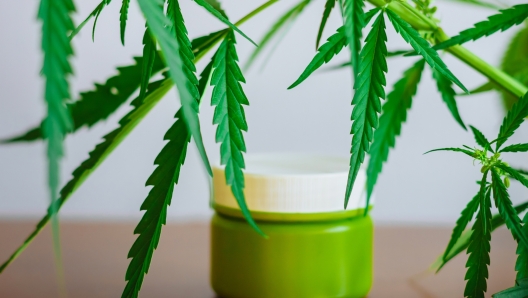 Cannabis hemp cream background with marijuana leaf - cannabis concept self care in of health care. Cosmetics with hemp extract on table. Herbal organic medicine CBD product