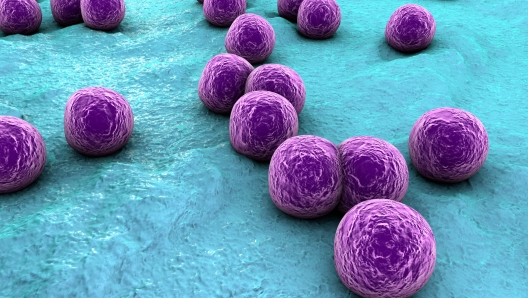 Bacteria Staphylococcus aureus on the surface of skin or mucous membrane, 3D illustration