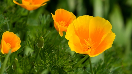 Yellow flowers of California golden poppy in a garden in Yokohama, Japan. The flower comes into bloom in spring. The language of the flower is "hope".