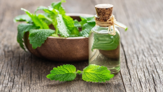 Glass bottle of melissa (lemon balm) essential oil with fresh melissa leaves, herbal medicine concept, aromatheraphy