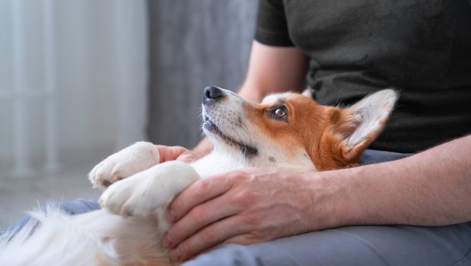 Giocare con un cane