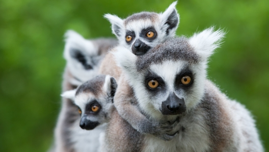 Viaggio in Madagascar? Ecco quali vaccini fare