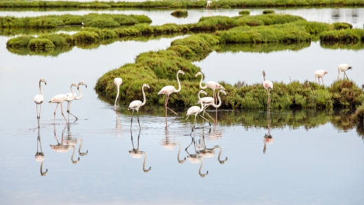 Cavallino-Treporti; Laguna