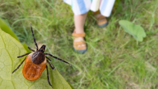 Malattia di Lyme e vaccino: a che punto sono gli studi